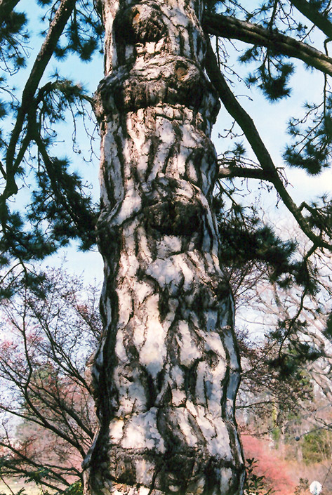 Austrian Pine (Pinus nigra) at Nebo Gardens