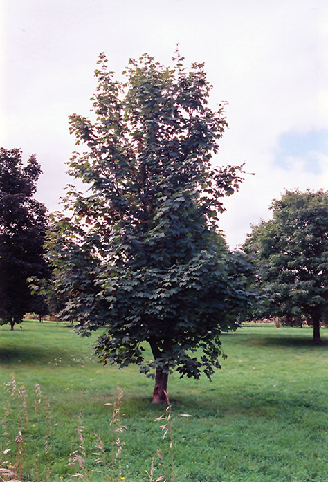 Sycamore Maple (Acer pseudoplatanus) at Nebo Gardens