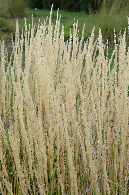 Karl Foerster Reed Grass (Calamagrostis x acutiflora 'Karl Foerster') at Nebo Gardens