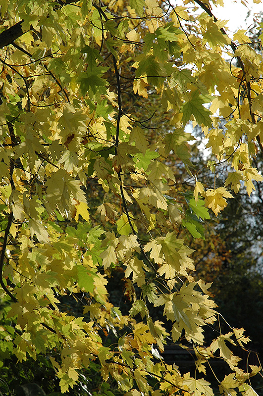 Silver Maple (Acer saccharinum) at Nebo Gardens
