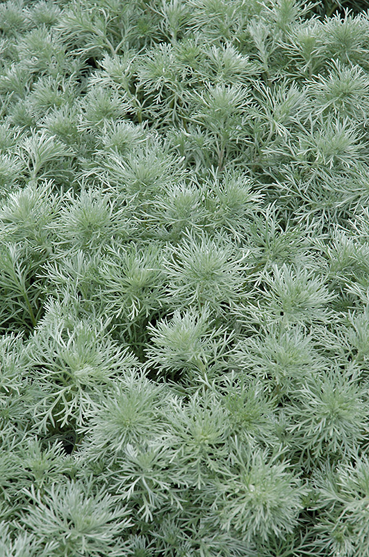 Silver Mound Artemesia (Artemisia schmidtiana 'Silver Mound') at Nebo Gardens