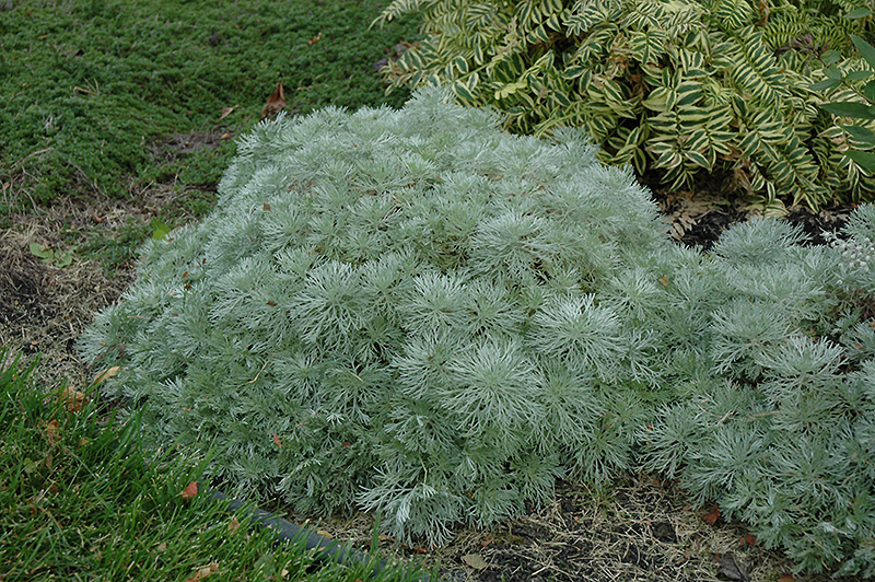 Silver Mound Artemesia (Artemisia schmidtiana 'Silver Mound') at Nebo Gardens