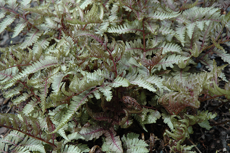 Red Beauty Painted Fern (Athyrium nipponicum 'Red Beauty') at Nebo Gardens