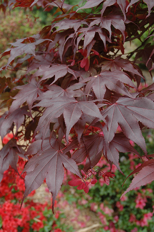 Bloodgood Japanese Maple (Acer palmatum 'Bloodgood') at Nebo Gardens