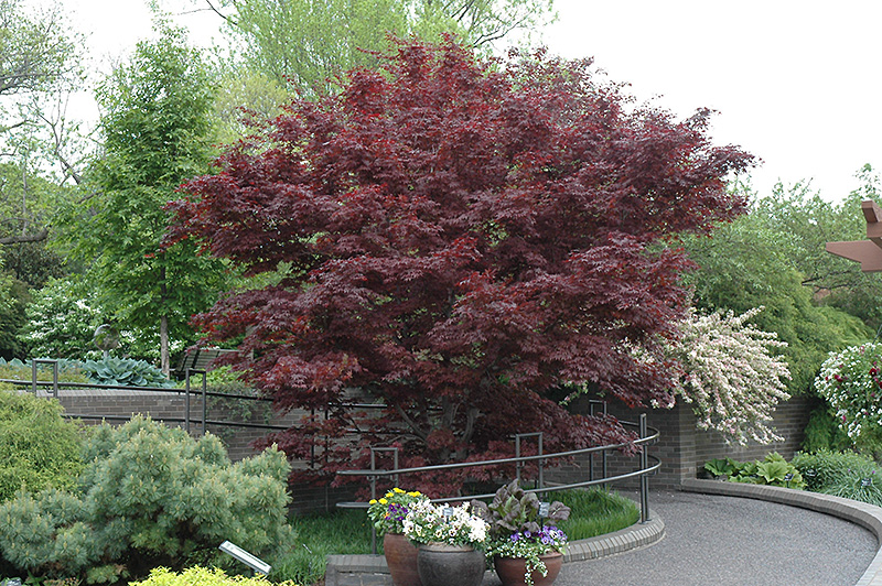 Bloodgood Japanese Maple (Acer palmatum 'Bloodgood') at Nebo Gardens