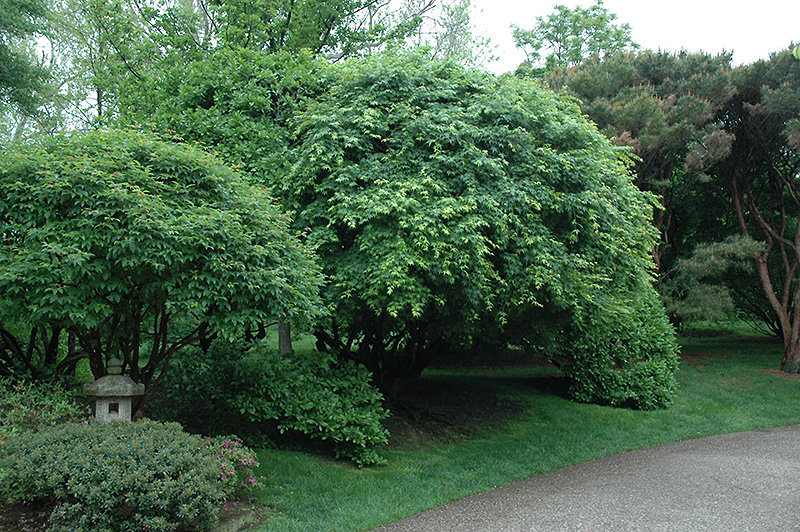 Japanese Maple (Acer palmatum) at Nebo Gardens