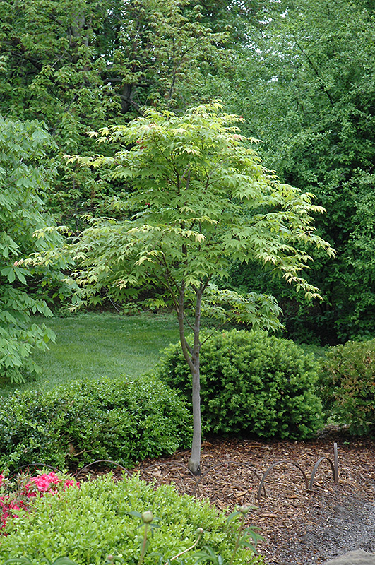 Osakazuki Japanese Maple (Acer palmatum 'Osakazuki') at Nebo Gardens