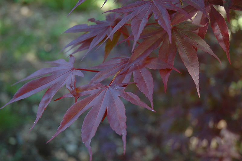 Moonfire Japanese Maple (Acer palmatum 'Moonfire') at Nebo Gardens