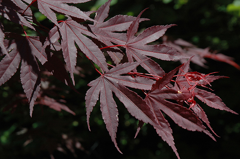 Crimson Prince Japanese Maple (Acer palmatum 'Crimson Prince') at Nebo Gardens