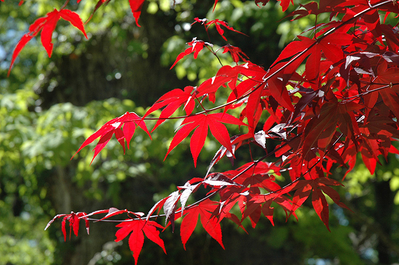 Emperor I Japanese Maple (Acer palmatum 'Wolff') at Nebo Gardens