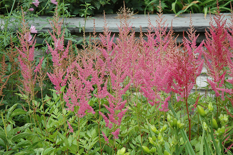 Visions in Pink Chinese Astilbe (Astilbe chinensis 'Visions in Pink') at Nebo Gardens
