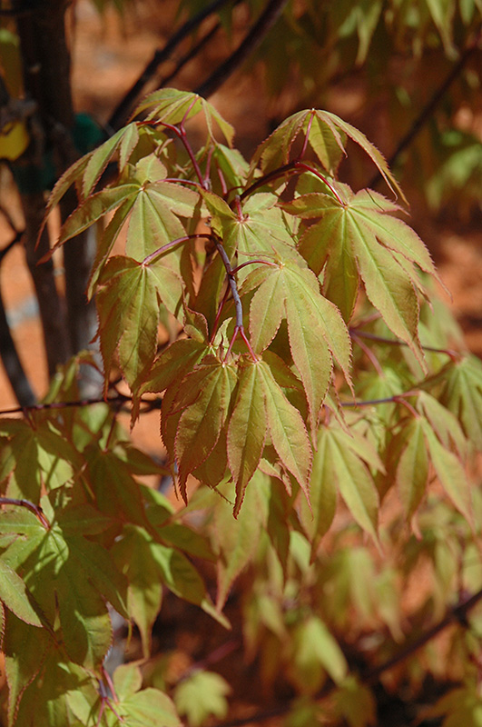 Osakazuki Japanese Maple (Acer palmatum 'Osakazuki') at Nebo Gardens
