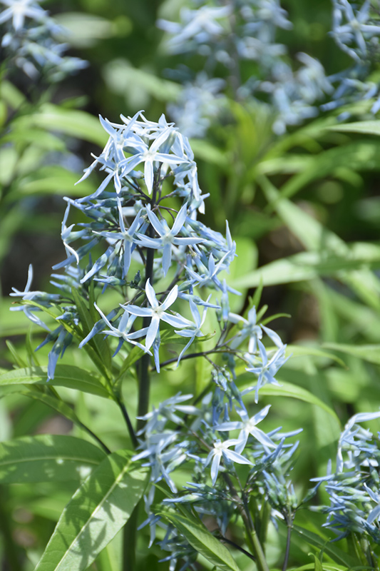 Narrow-Leaf Blue Star (Amsonia hubrichtii) at Nebo Gardens