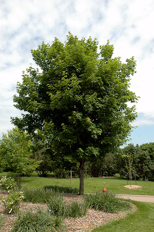Sugar Maple (Acer saccharum) at Nebo Gardens