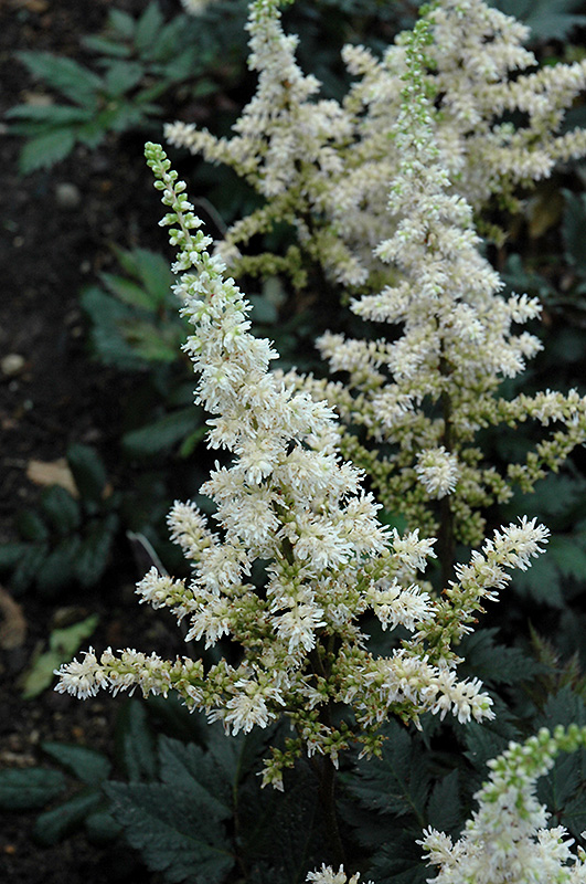 Visions in White Chinese Astilbe (Astilbe chinensis 'Visions in White') at Nebo Gardens