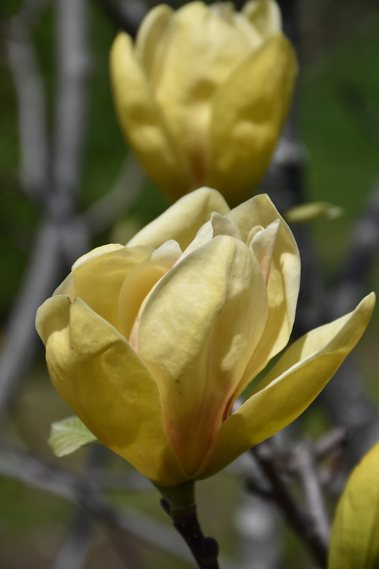 Sunsation Magnolia (Magnolia 'Sunsation') at Nebo Gardens