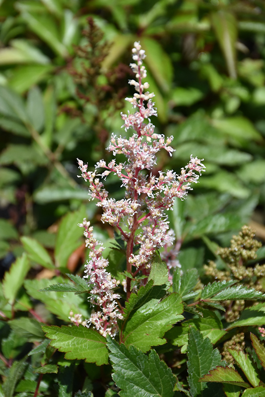 Look At Me Astilbe (Astilbe x arendsii 'Look At Me') at Nebo Gardens