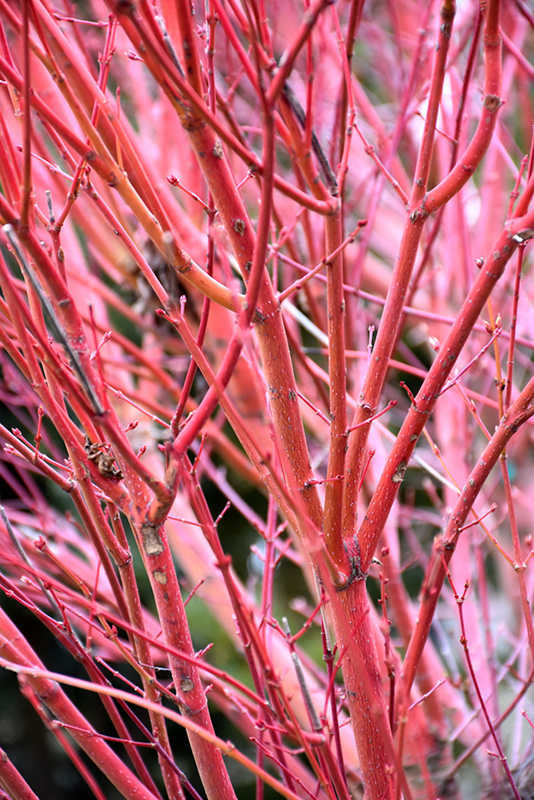 Coral Bark Japanese Maple (Acer palmatum 'Sango Kaku') at Nebo Gardens