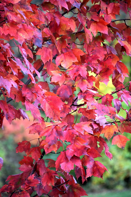Red Maple (Acer rubrum) at Nebo Gardens