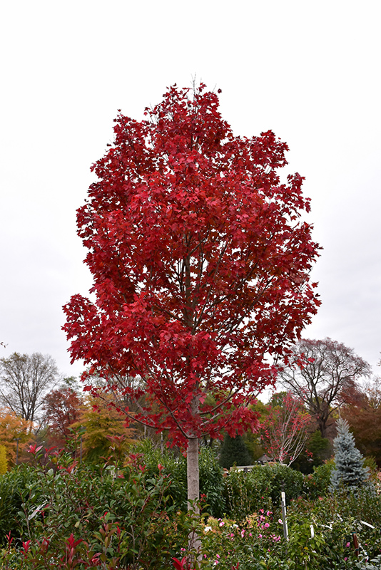 October Glory Red Maple (Acer rubrum 'October Glory') at Nebo Gardens