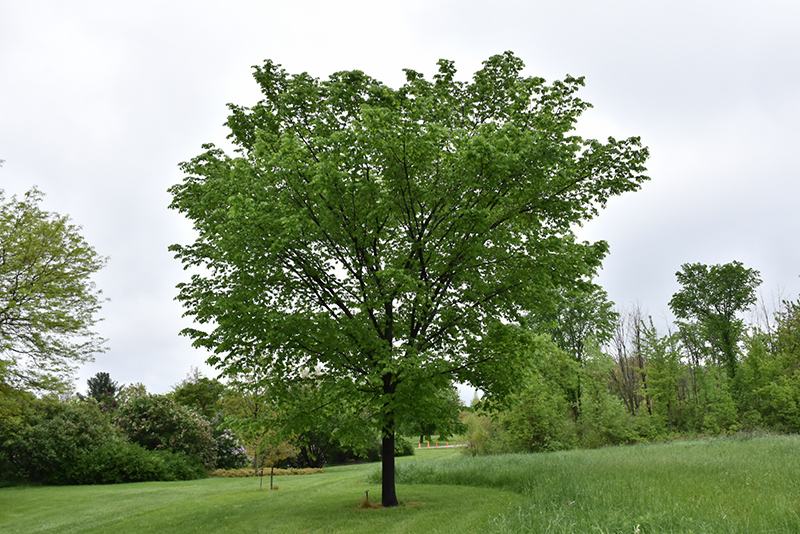 Valley Forge Elm (Ulmus americana 'Valley Forge') at Nebo Gardens