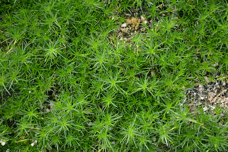 Irish Moss (Sagina subulata) at Nebo Gardens